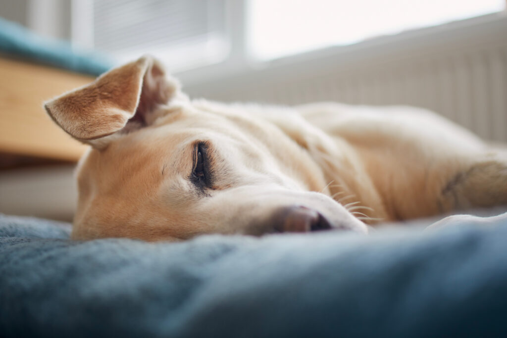 Satisfied dog sleeping on pet bed. Tired old labrador retriever at home.